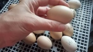 Вылупление цыплят на 21 день инкубации в пластиковом инкубаторе. Результат. Довольна ли я инкубацие