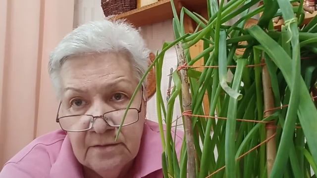 742. Как купить правильный севок и когда лучше? смотреть онлайн