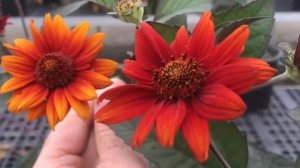 BLEEDING HEART “false sunflower” (heliopsis helianthoides var scabra)