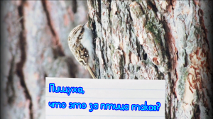 Пищуха - что это за птица?