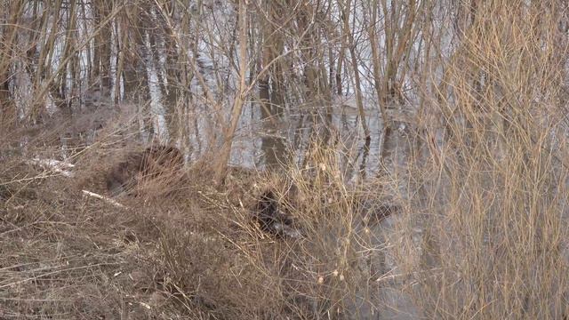 Разлив Мокши 2023 на 22 марта, встретили бобров, выдру, уток мало смотреть онлайн