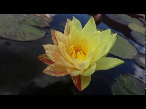 Нимфея Paranee (Парани) кувшинка, waterlily, водные растения, пруд