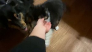 Ездили в питомник к шелти.