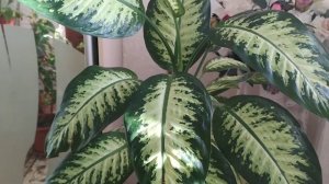 Поговорим о диффенбахии: Марс и Тропик Сноу.