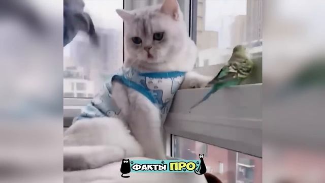 ПРИКОЛЫ С КОТАМИ. Самые Смешные Животные. Смешное видео с котами #8 смотреть онлайн