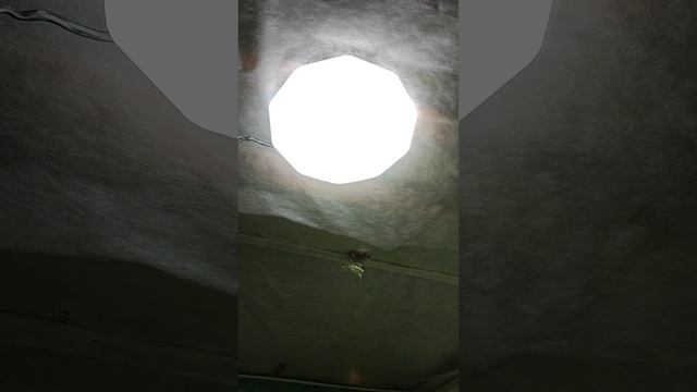 люстра из светофора.
