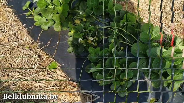 Сорт клубники Сельва ? НСД. Belklubnika.by (1).mp4 смотреть онлайн
