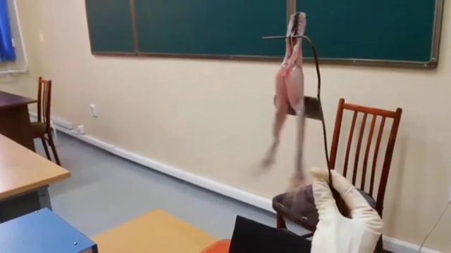 Первый опыт Гальвани