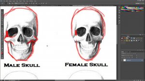 02  Analyzing the male and female Skull
