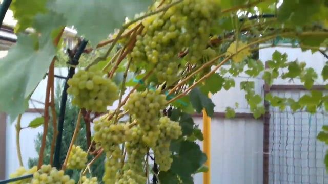 Виноград Крылья Ангела. Анапа смотреть онлайн