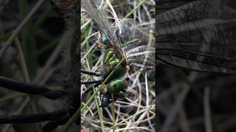 стрекоза съедает муху / dragonfly eats a fly