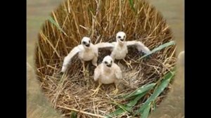 Болотный лунь Разоритель гнёзд интересные факты