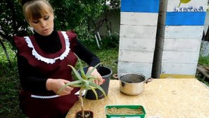 АЛОЭ! все что нужно знать пересадка посадка уход размножение выращивание. Как посадить алоэ