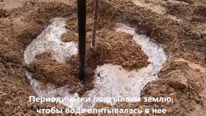 Как посадить дерево. Яблоня Малиновка. Apple iTree