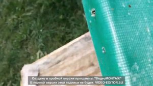 Весеннее развитие пчел в ульях ППУ