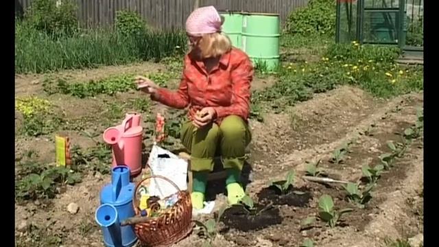 КАПУСТА, борьба с вредителями смотреть онлайн