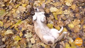 Компания для Корицы. Доброе утро. Фрагмент выпуска от 27.10.2022