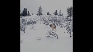 Бретонский эпаньоль. В кино, Интеллект, Вопросы и ответы,  История