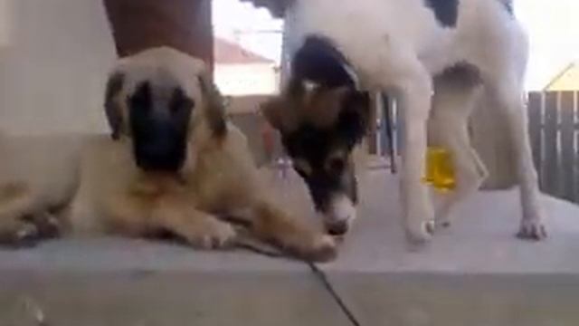 Турецкий кангал или Анатолийская овчарка 4.5 месяца (май 2016г.) смотреть онлайн