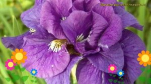 Ирис сибирский Безумная идея. Краткий обзор, описание характеристик iris sibirica Tumble Bug (SIB)