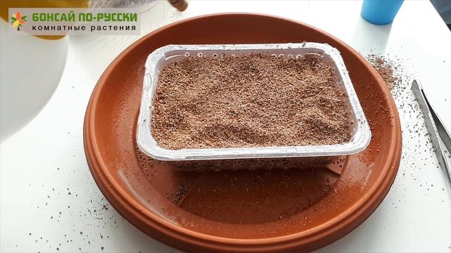 Замиокулькас | Долларовое дерево — уход в домашних условиях смотреть онлайн