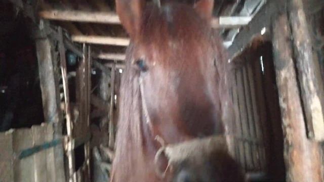 #Советский Тежеловоз# По Кличке Красавчик# Ваиик конюх Вечерняя Еда Лошалей#Советуем Просмотреть смотреть онлайн