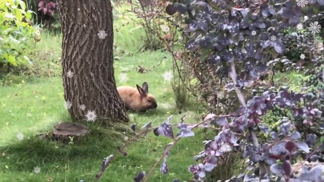 С НОВЫМ ГОДОМ, ДОРОГИЕ ДРУЗЬЯ!??❤️ Пушистый в гости пришел:)??? смотреть онлайн
