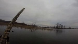 Утка альбинос налетела на махокрыла Охота на утку
