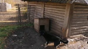 Борьба с хорьком продолжается / Коровки на новом месте / В курятнике завожу охрану