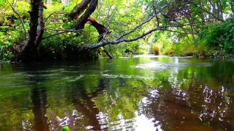Журчание ручья. Природы. Звуки Реки и Леса, Пение птиц. Звуки для сна