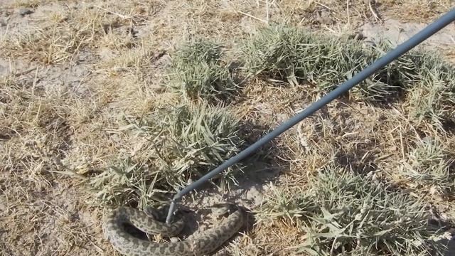 Неожиданная встреча Песчаный удавчик смотреть онлайн