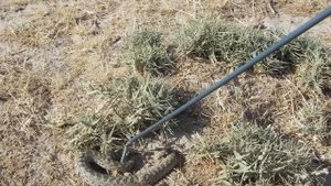 Неожиданная встреча   Песчаный удавчик