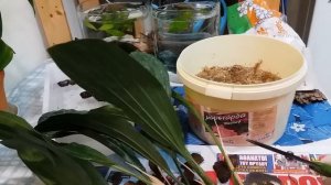 Орхидея Стангопея(Stanhopea) . Пересадка.