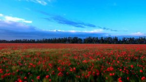 Маковое поле в Краснодаре