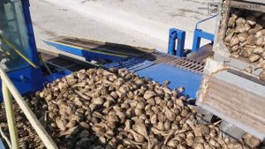 Кореновск. В районе началась уборка и приемка сахарной свеклы.