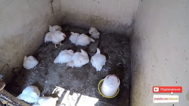 Выращивание бройлеров в домашних условиях - Zolotyeruki