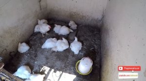 Выращивание бройлеров в домашних условиях - zolotyeruki