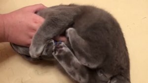 Агрессивный кот - как проявляется кошачья агрессия? Когда агрессия кошки норма и когда проблема