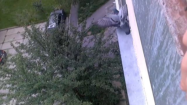 Когда увидела что делают голуби смотреть онлайн