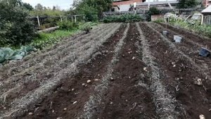 капаем картофель 2 . мото культиватор мк 265 МАСТЕР.