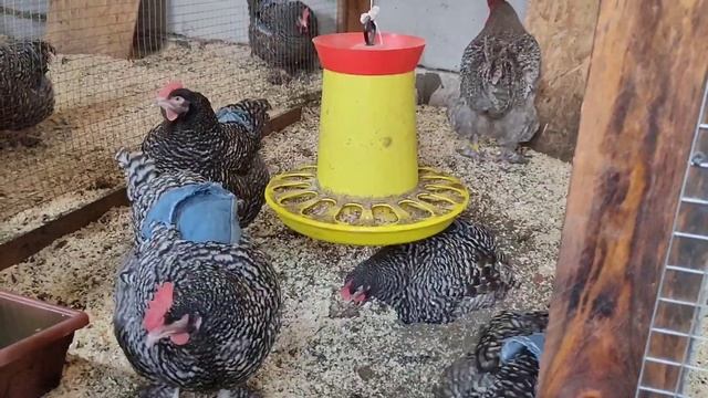 ПОЧЕМУ не кормим ПУРИНОЙ? Где берём бесплатные опилки. Текущие дела в хозяйстве. смотреть онлайн