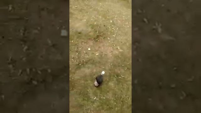 Деревня Глоднево )) смотреть онлайн