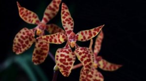 RENANTHERA MONACHICA  -  описание и основы ухода