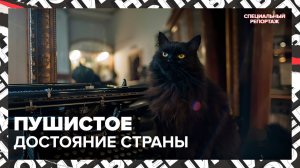 Любимец Булгаковского дома | Кража кота Бегемота из музея | Специальный репортаж