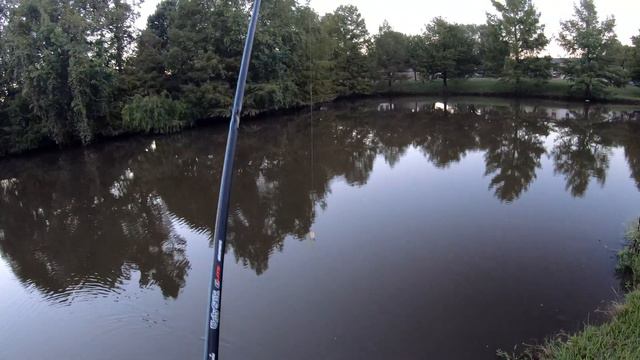 How to EASILY Walk a Frog - A QUICK TUTORIAL!!!! смотреть онлайн