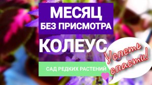 Как оставить колеус на время отпуска. Успеть спасти!