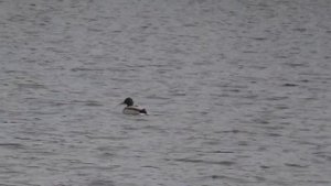 Решил проверить чубарых уток и вызарить своих.