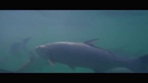 Hero (на русском)Skillet-Он Дракон