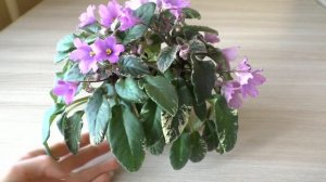 Фиалки ЛЕ-Эрика, Chantaspring и Pink Mint | Трейлерные фиалки после зимы