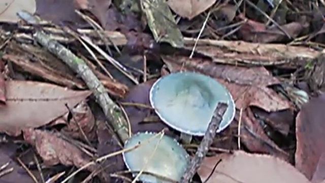 17 Nov 2019 natjur смотреть онлайн